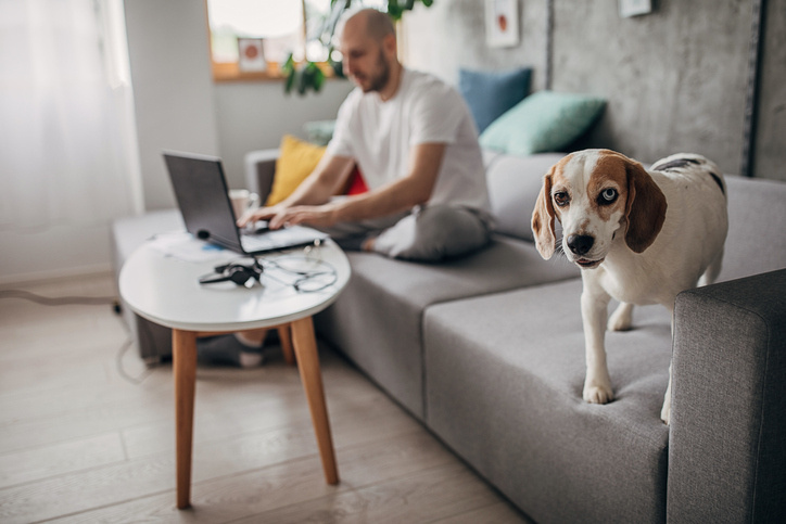 ¿Por qué es importante desparasitar a tu mascota?